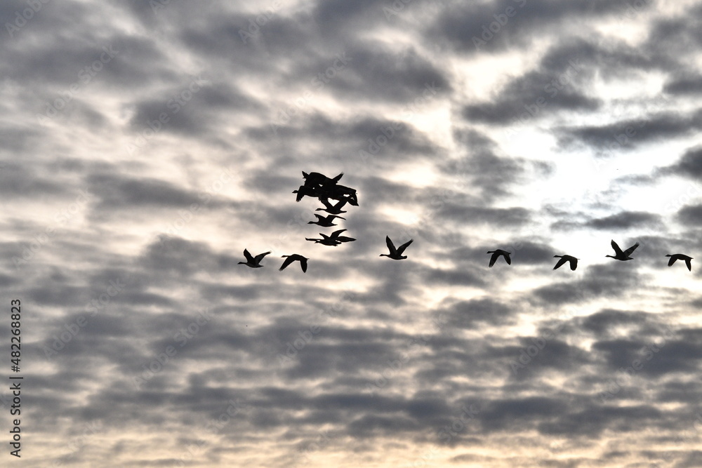 Poster geese flying in a cloudy sunset sky