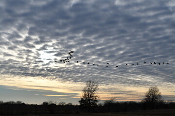 Geese Flying in a Cloudy Sunset Sky