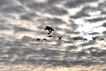 Fototapeta premium Geese Flying in a Cloudy Sunset Sky