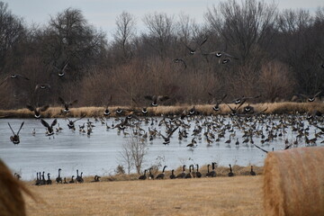 Geese on a Lake in a Hay Field