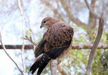 Bird of Prey Long-legged Buzzard (lat. Buteo rufinus)