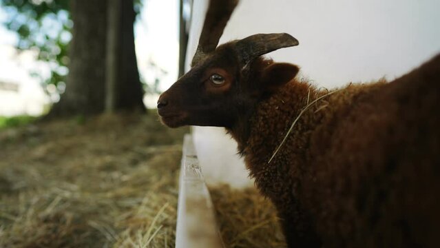 Portrait of a cute funny lamb in a paddock.