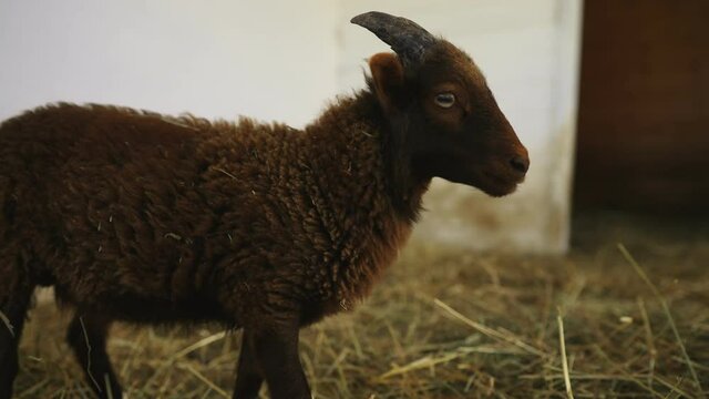 Portrait of a cute funny lamb in a paddock.