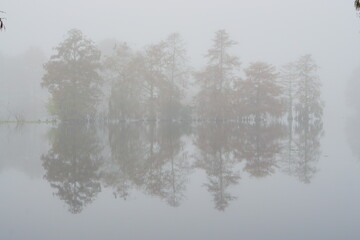 Fog Landscape of Hillsborough river at Tampa, Florida