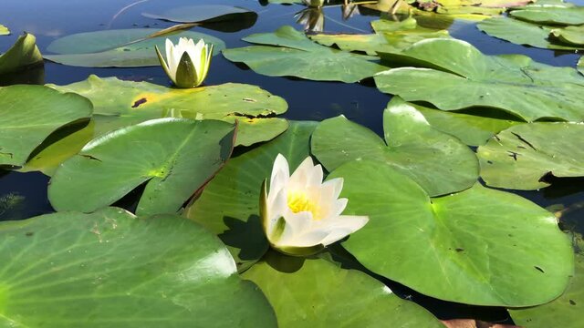 Beautiful water lily flowers on the water. Lily flower in the water.