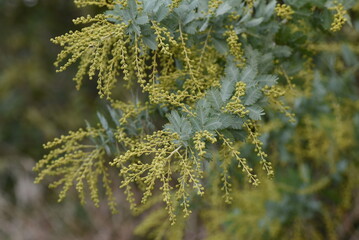 Cootamundra wattle Leaves and buds. Fabaceae evergreen tree. Native to Australia, it blooms yellow flowers from February to March, and its leaves are silvery. 