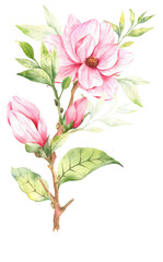 Magnolia Flower Watercolor Illustration, Magnolia Bouquet, Pink Magnolia Branch, Watercolor Floral Illustration isolated on white