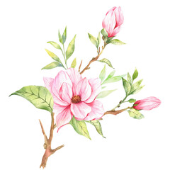 Magnolia Flower Watercolor Illustration, Magnolia Bouquet, Pink Magnolia Branch, Watercolor Floral Illustration isolated on white