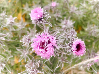 Flowers in the garden covered with frost in winter