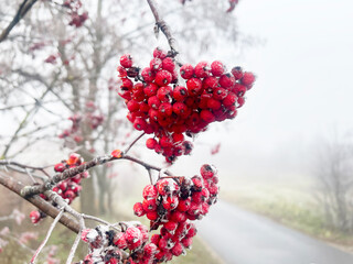 Red Rowanberry covered with frost early winter