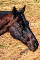 portrait of a horse