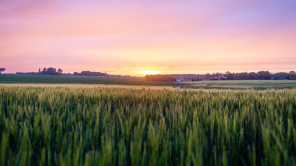 Coucher de soleil sur les champs d'orge. Plaine agricole en Normandie.