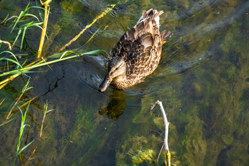 Cane nageant dans une rivière avec des algies vertes 