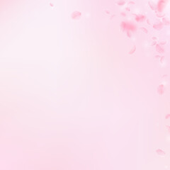 Sakura petals falling down. Romantic pink flowers corner. Flying petals on pink square background. Love, romance concept. Sublime wedding invitation.