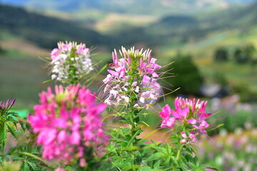 flowers in the mountains