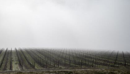 Fog settles over a view of an Oregon vineyard in winter, bare vines leading the eye into the mist, metal stakes obscured in the gray.