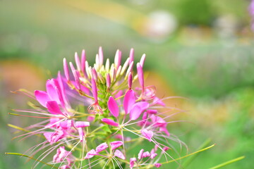 flowers in the garden