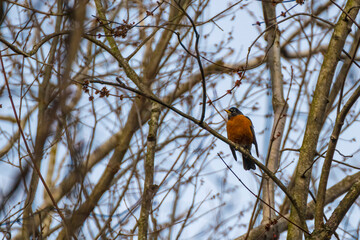 bird on a tree branch