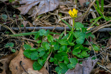 plant in the garden