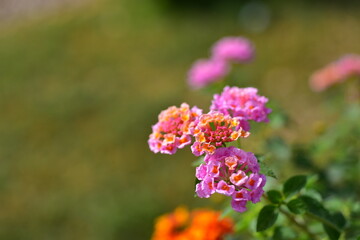 Colorful flowers and morning sunshine	