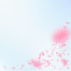 Sakura petals falling down. Romantic pink flowers corner. Flying petals on blue sky square background. Love, romance concept. Superb wedding invitation.