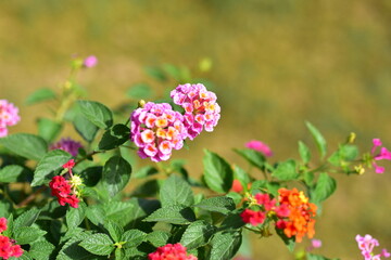 Colorful flowers and morning sunshine	