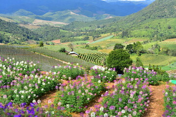 Colorful flowers and morning sunshine.	