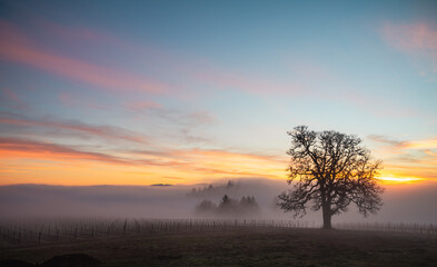 Fototapeta na wymiar A winter oak tree stands in front of a vineyard, fog obscuring the vines and adding glow to the sky from the setting sun behind the tree. 