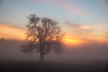 A stunning view of an oak tree in winter surrounded by fog, sunset colors streaking the sky behind as the last light fades, fog obscuring the vineyard vines below the oak.