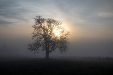 Obraz na płótnie Canvas A winter oak tree stands in front of a vineyard, fog obscuring the vines and adding glow to the sky from the setting sun behind the tree. 