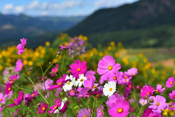 Obraz premium Colorful flowers and morning sunshine 
