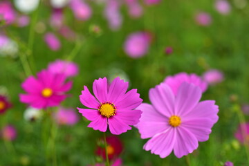 Colorful flowers and morning sunshine.	