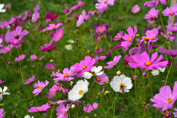 Beautiful flowers and green leaves with light in the morning	