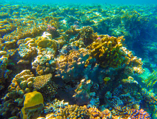 incredibly beautiful combinations of colors and shapes of living coral reefs and fish in the Red Sea in Egypt, Sahl Hasheesh