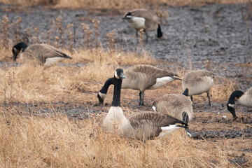 Flock of migratory Branta Canadensis Canada Goose population on coastal mud flat wetland during winter Atlantic migration, stopping for food and fresh water along their route 