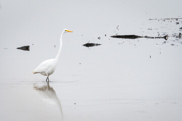 Great white egret species of wading stalking bird, in shallow muddy water of marsh wetland swamp coastal environment, hunting, staling for fish or insects to eat.