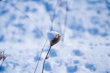 雪景色