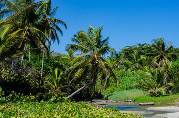 
palm trees and river in the caribbean 