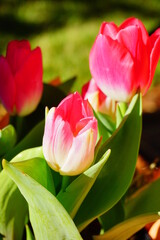 pink tulip flower bloom in winter of Florida	