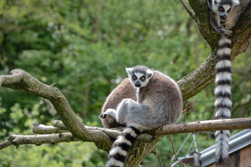 Pair of Ring tailed Maki Catta lemur with big orange eyes. Madagascar lemur.