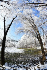 Fototapeta na wymiar Winter trees covered with snow.