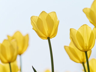 Group of low angle view yellow tulip flowers in tulip field at winter or spring day for postcard beauty decoration and agriculture concept design