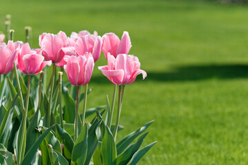 Group of pink tulip flowers in tulip field at winter or spring day for postcard beauty decoration and agriculture concept design.