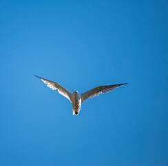 Seagulls flying in the blue sky