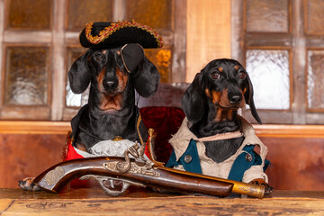 Two cute dachshund dogs in carnival costumes of pirates are sitting at table in the cabin of pirate...