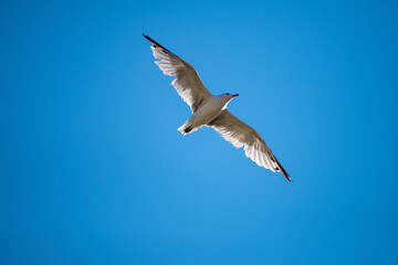 Seagulls flying in the blue sky