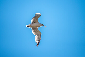 seagull in the sky