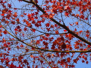 紅葉