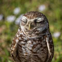 Burrowing Owl - South Florida Wildlife Collection