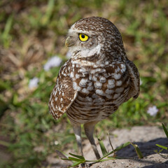 Burrowing Owl - South Florida Wildlife Collection